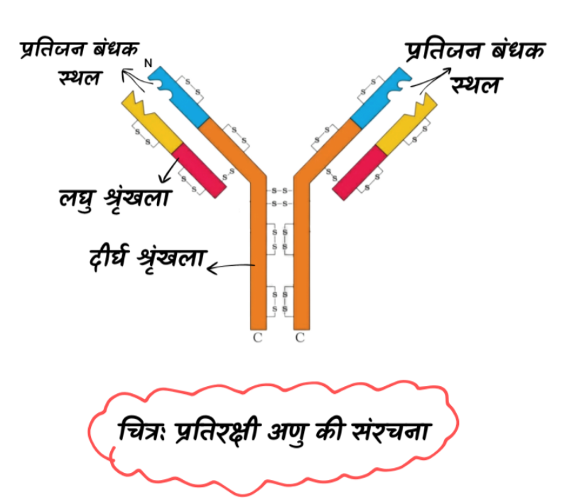 प्रतिरक्षी अणु की संरचना